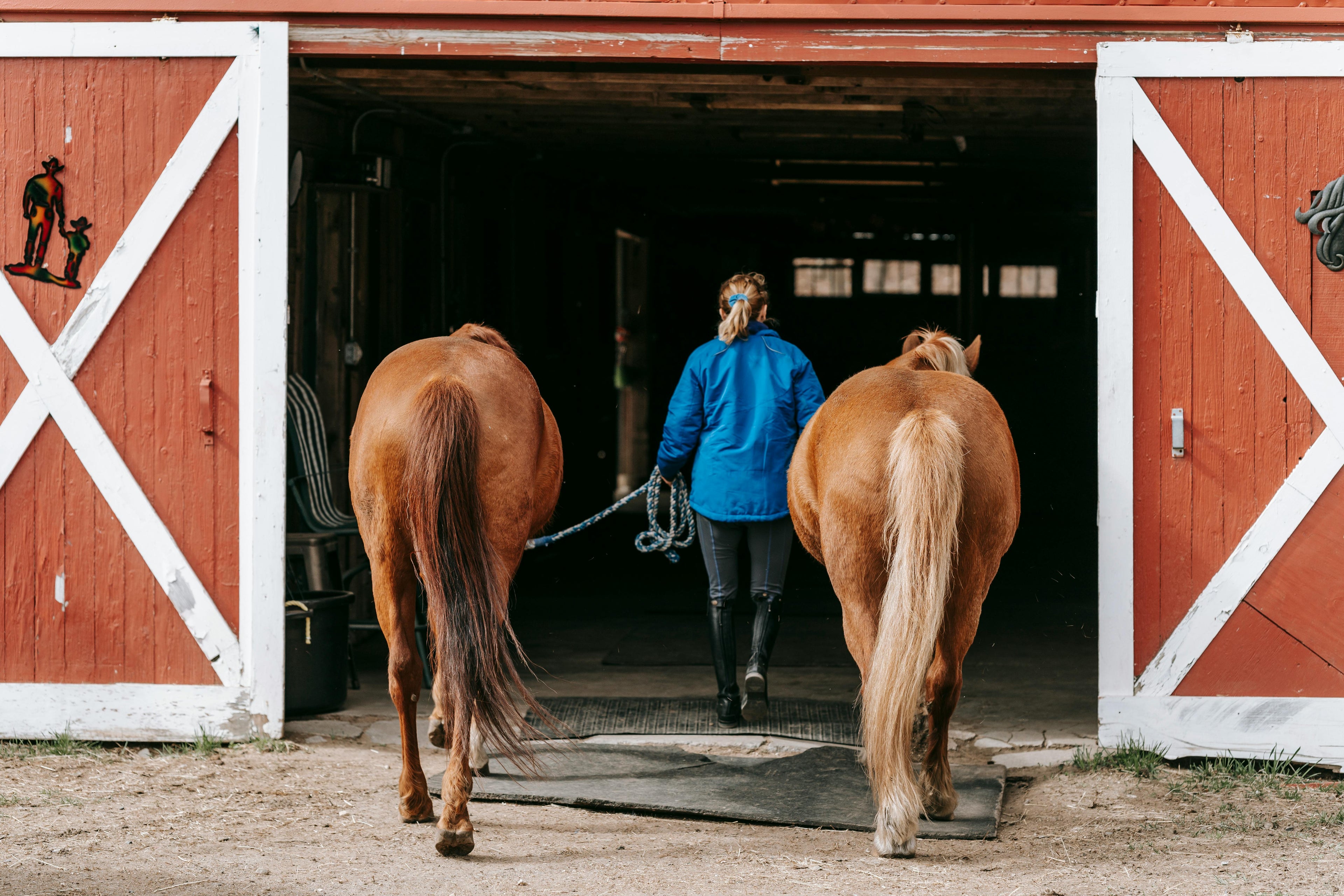 Woman in Blue Jacket Leading Horses into the Barn