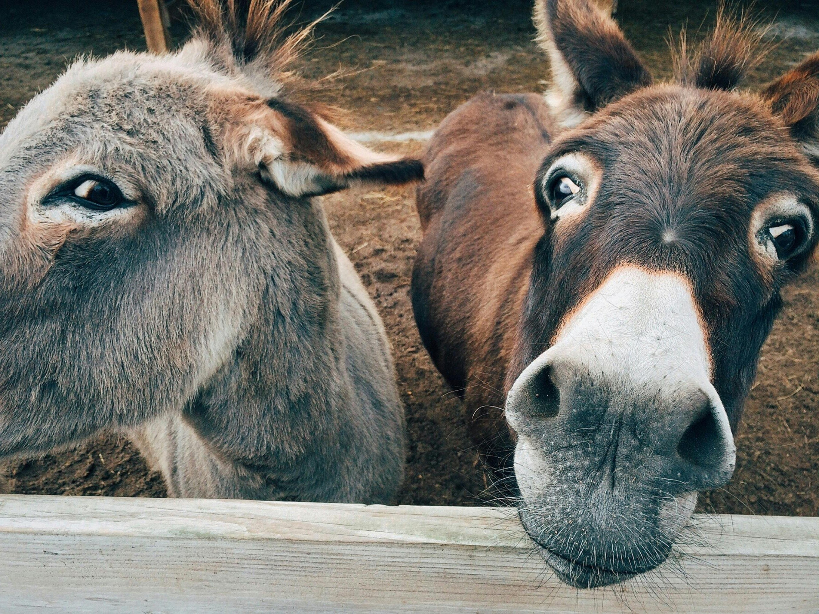 Two donkeys peering over a wooden fence with a blurred natural background